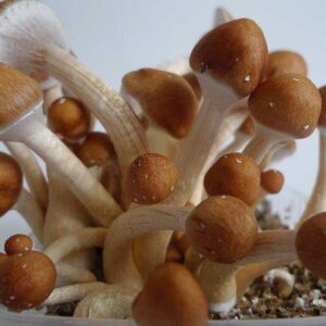 Golden Teacher Magic Mushroom