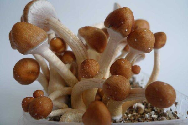 Golden Teacher Magic Mushroom